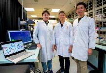 Scientists develop versatile drug delivery system inspired by self-assembling proteins from caterpillars