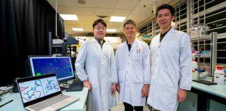 Scientists develop versatile drug delivery system inspired by self-assembling proteins from caterpillars