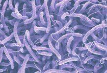 Study underscores new strategies to fight drug-resistant bacteria