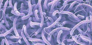 Study underscores new strategies to fight drug-resistant bacteria