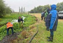 Massey experts help farmers fight cow cress and erosion