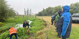 Massey experts help farmers fight cow cress and erosion