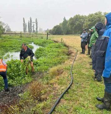 Massey experts help farmers fight cow cress and erosion