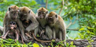 New modelling method to aid wildlife conservation