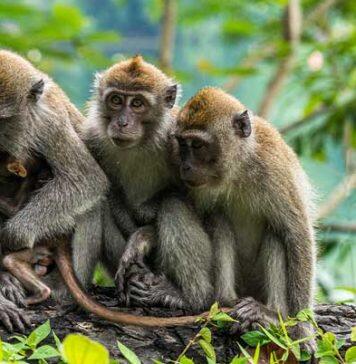 New modelling method to aid wildlife conservation