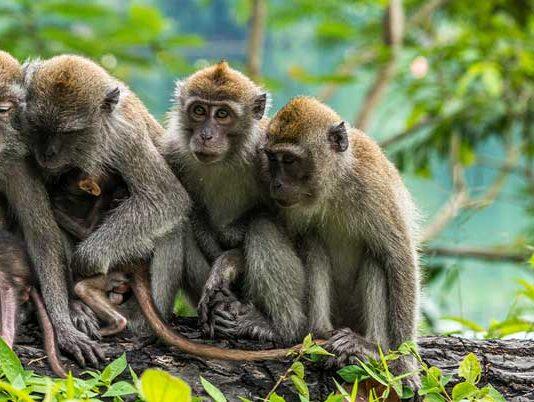 New modelling method to aid wildlife conservation