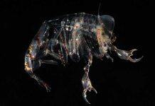 Deep-sea eyes evolved to focus on the prize