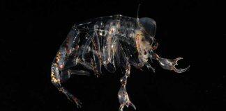 Deep-sea eyes evolved to focus on the prize