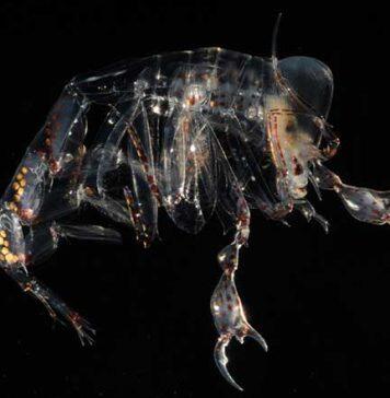 Deep-sea eyes evolved to focus on the prize