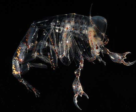 Deep-sea eyes evolved to focus on the prize