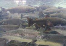 Glasgow researchers awarded £3m for new aquaculture research