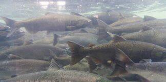 Glasgow researchers awarded £3m for new aquaculture research