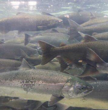 Glasgow researchers awarded £3m for new aquaculture research