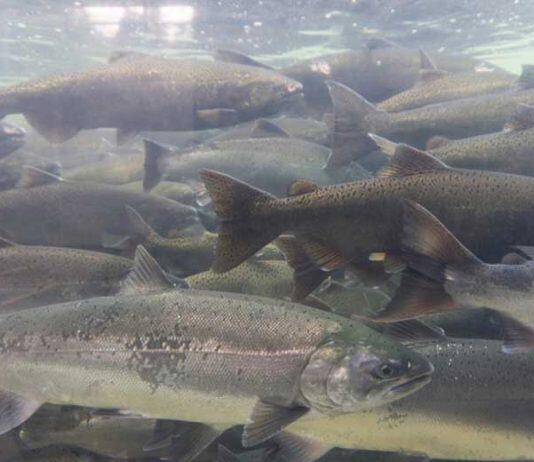 Glasgow researchers awarded £3m for new aquaculture research