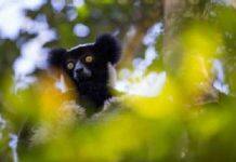 Lemur communication shows how humans evolved to create music