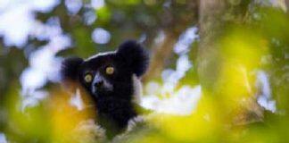 Lemur communication shows how humans evolved to create music