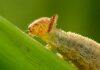 Like mother, like daughter: How caterpillars pass down food preferences to their offspring
