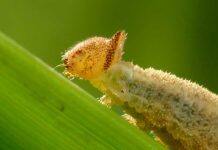 Like mother, like daughter: How caterpillars pass down food preferences to their offspring