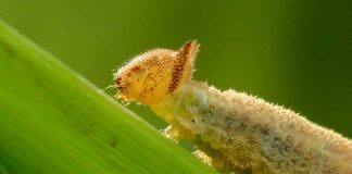 Like mother, like daughter: How caterpillars pass down food preferences to their offspring