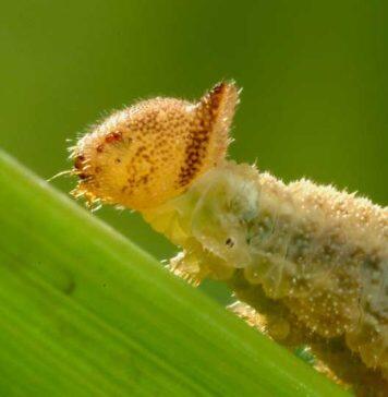 Like mother, like daughter: How caterpillars pass down food preferences to their offspring