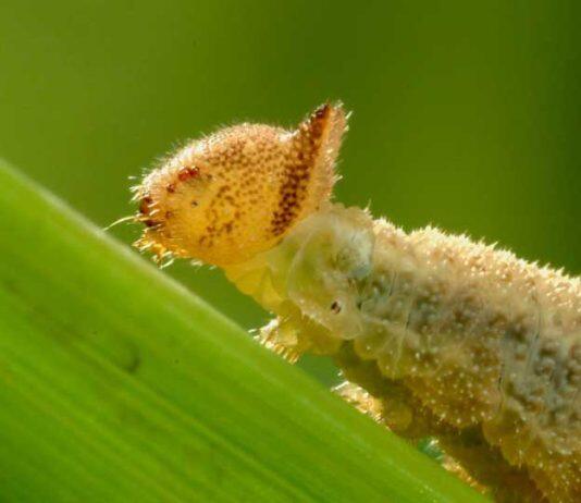 Like mother, like daughter: How caterpillars pass down food preferences to their offspring