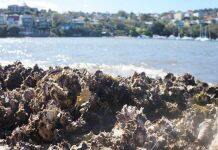 The ocean is becoming too loud for oysters