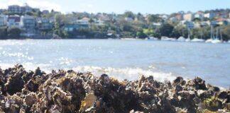 The ocean is becoming too loud for oysters