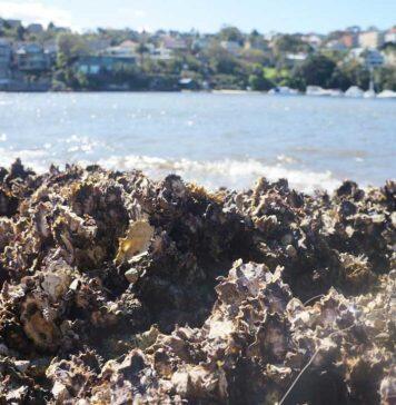 The ocean is becoming too loud for oysters