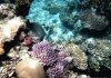 Coral restoration and adaptation benefits challenged