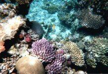 Coral restoration and adaptation benefits challenged
