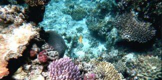 Coral restoration and adaptation benefits challenged