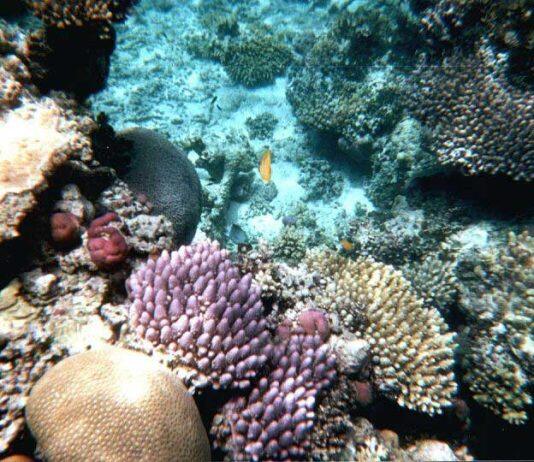 Coral restoration and adaptation benefits challenged