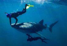Whale sharks given a health check with ultrasound imaging technique