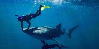 Whale sharks given a health check with ultrasound imaging technique
