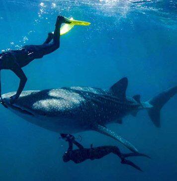 Whale sharks given a health check with ultrasound imaging technique