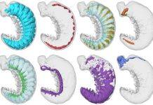 Ancient worm fossil solves mystery of how insects and spiders evolved