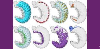 Ancient worm fossil solves mystery of how insects and spiders evolved