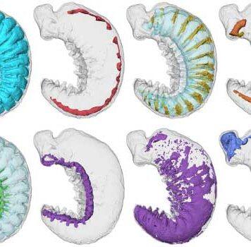 Ancient worm fossil solves mystery of how insects and spiders evolved