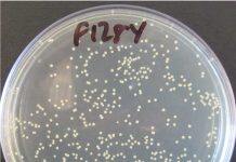 MRSA enzyme could help tackle antibiotic tolerance timebomb