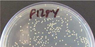 MRSA enzyme could help tackle antibiotic tolerance timebomb