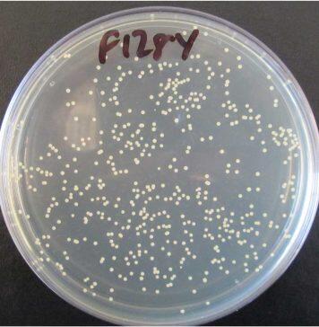 MRSA enzyme could help tackle antibiotic tolerance timebomb