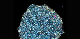 ‘Squishy’ lasers could reveal how tumours and babies grow