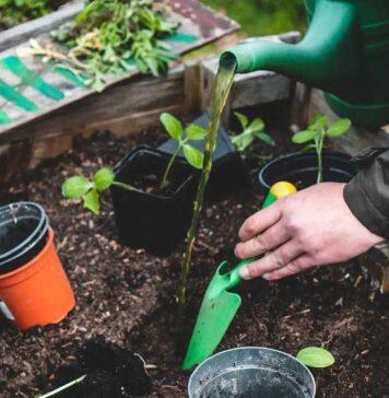 Integrating sustainability initiatives into K-12 classrooms