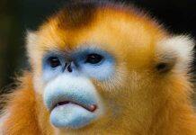 Colourful outlook: ornaments enhance primate group dynamics