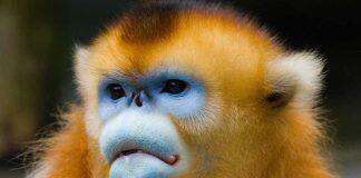 Colourful outlook: ornaments enhance primate group dynamics