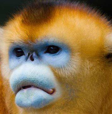 Colourful outlook: ornaments enhance primate group dynamics