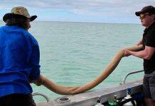Scientists and rangers share knowledge to restore seagrass
