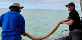 Scientists and rangers share knowledge to restore seagrass