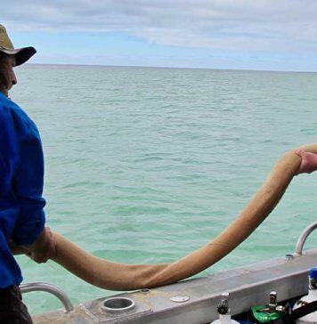 Scientists and rangers share knowledge to restore seagrass