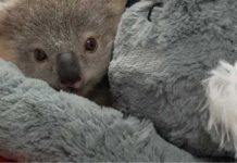 A wildlife conservation hospital for south-western Sydney and surrounds